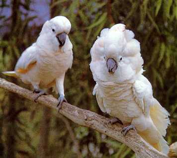 parrot501.jpg
